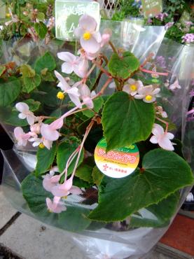 秋海棠｜「ポピー」　（京都府八幡市の花キューピット加盟店 花屋）のブログ