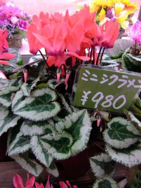 ミニシクラメン？｜「ポピー」　（京都府八幡市の花キューピット加盟店 花屋）のブログ