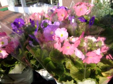 今日から職業体験｜「ポピー」　（京都府八幡市の花キューピット加盟店 花屋）のブログ