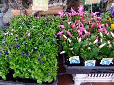個人的に好きな花｜「ポピー」　（京都府八幡市の花キューピット加盟店 花屋）のブログ