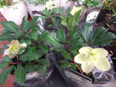 格安クリスマスローズ入荷｜「ポピー」　（京都府八幡市の花キューピット加盟店 花屋）のブログ