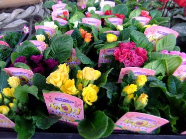 寒くても大丈夫な花苗｜「ポピー」　（京都府八幡市の花キューピット加盟店 花屋）のブログ
