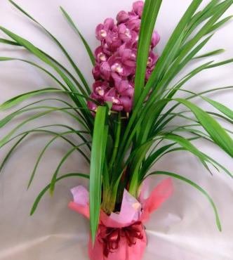 蘭が格安お買い得～！｜「ポピー」　（京都府八幡市の花キューピット加盟店 花屋）のブログ