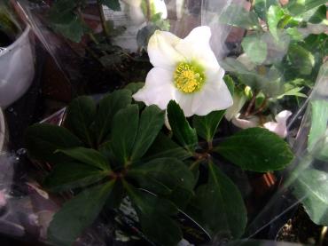 クリスマスローズやっすっ！！４８０円｜「ポピー」　（京都府八幡市の花キューピット加盟店 花屋）のブログ