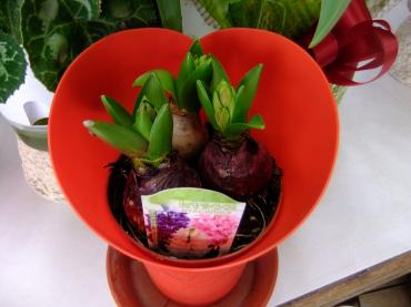ハートの・・・｜「ポピー」　（京都府八幡市の花キューピット加盟店 花屋）のブログ