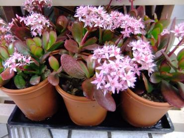 ちっちゃいのに花付きの金の成る木｜「ポピー」　（京都府八幡市の花キューピット加盟店 花屋）のブログ