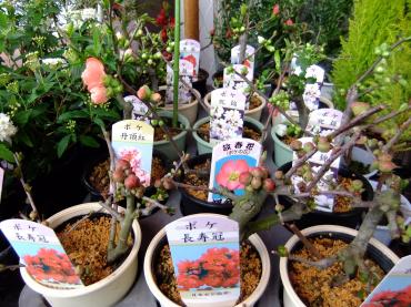 シクラメン全品３割引きセール中｜「ポピー」　（京都府八幡市の花キューピット加盟店 花屋）のブログ