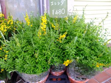 人気のエニシダ｜「ポピー」　（京都府八幡市の花キューピット加盟店 花屋）のブログ