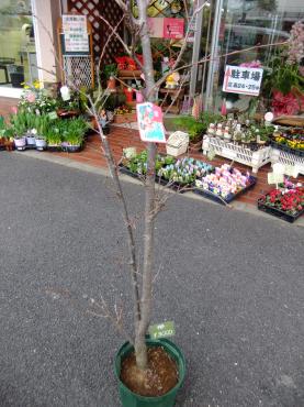 桜の木｜「ポピー」　（京都府八幡市の花キューピット加盟店 花屋）のブログ