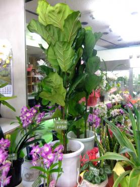 観葉植物が激安入荷！｜「ポピー」　（京都府八幡市の花キューピット加盟店 花屋）のブログ