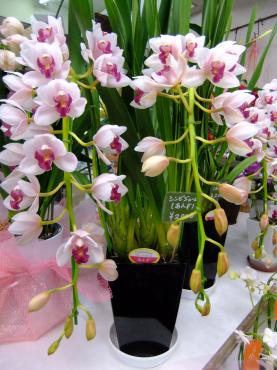 蘭鉢２０００円！　観葉も安い｜「ポピー」　（京都府八幡市の花キューピット加盟店 花屋）のブログ