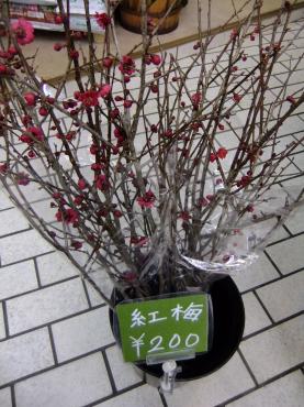 お彼岸ひと段落したので特価品｜「ポピー」　（京都府八幡市の花キューピット加盟店 花屋）のブログ
