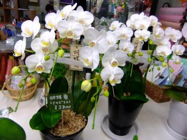 退職に胡蝶蘭｜「ポピー」　（京都府八幡市の花キューピット加盟店 花屋）のブログ