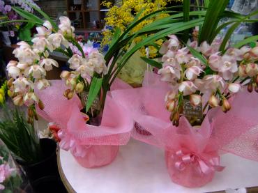いそがし～｜「ポピー」　（京都府八幡市の花キューピット加盟店 花屋）のブログ