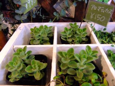 香りのする植物｜「ポピー」　（京都府八幡市の花キューピット加盟店 花屋）のブログ