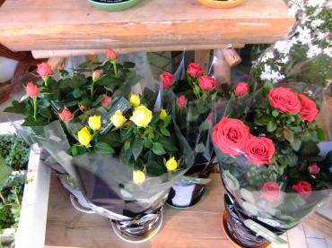 バラの苗木と花鉢｜「ポピー」　（京都府八幡市の花キューピット加盟店 花屋）のブログ