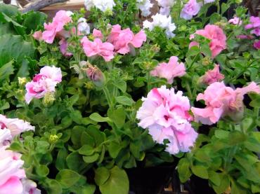 八重ペチュとラベンダー｜「ポピー」　（京都府八幡市の花キューピット加盟店 花屋）のブログ