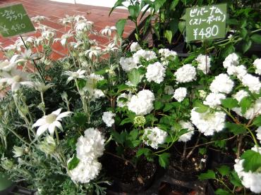 ホワイトペア｜「ポピー」　（京都府八幡市の花キューピット加盟店 花屋）のブログ