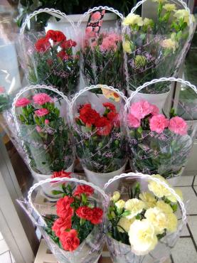 カーネーション鉢入荷！！｜「ポピー」　（京都府八幡市の花キューピット加盟店 花屋）のブログ