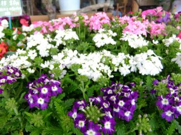 ＧＷ中に苗物植え替えませんか？｜「ポピー」　（京都府八幡市の花キューピット加盟店 花屋）のブログ