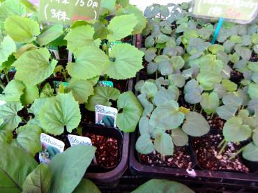 今からの野菜苗｜「ポピー」　（京都府八幡市の花キューピット加盟店 花屋）のブログ