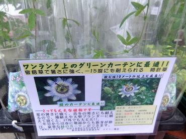 オススメグリーン｜「ポピー」　（京都府八幡市の花キューピット加盟店 花屋）のブログ