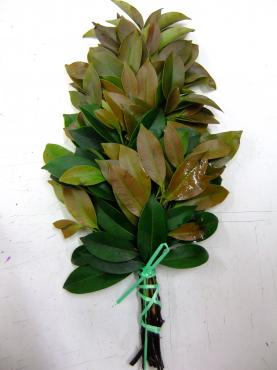 新芽のシーズン｜「ポピー」　（京都府八幡市の花キューピット加盟店 花屋）のブログ