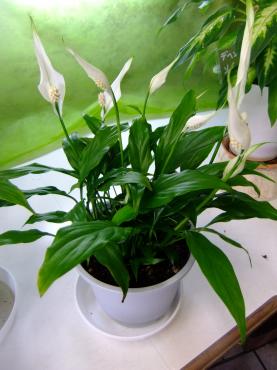 涼しげな観葉植物｜「ポピー」　（京都府八幡市の花キューピット加盟店 花屋）のブログ