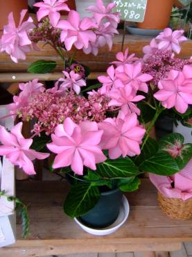 雨がにあう花｜「ポピー」　（京都府八幡市の花キューピット加盟店 花屋）のブログ