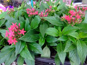 ペンタスのペンタは・・・｜「ポピー」　（京都府八幡市の花キューピット加盟店 花屋）のブログ