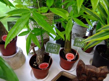 観葉植物の季節になりました｜「ポピー」　（京都府八幡市の花キューピット加盟店 花屋）のブログ