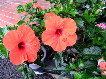 夏の鉢苗｜「ポピー」　（京都府八幡市の花キューピット加盟店 花屋）のブログ
