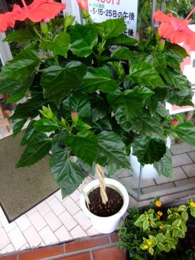 ハイビスカス｜「ポピー」　（京都府八幡市の花キューピット加盟店 花屋）のブログ