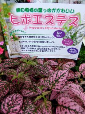 ヒポエステス｜「ポピー」　（京都府八幡市の花キューピット加盟店 花屋）のブログ