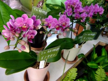 お中元に｜「ポピー」　（京都府八幡市の花キューピット加盟店 花屋）のブログ