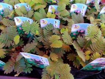 昨日入荷の苗物｜「ポピー」　（京都府八幡市の花キューピット加盟店 花屋）のブログ