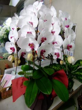 胡蝶蘭とてんとうむし｜「ポピー」　（京都府八幡市の花キューピット加盟店 花屋）のブログ