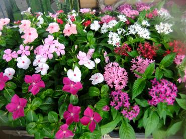 久しぶりに苗物仕入れ｜「ポピー」　（京都府八幡市の花キューピット加盟店 花屋）のブログ