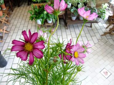 お店には早くもコスモス｜「ポピー」　（京都府八幡市の花キューピット加盟店 花屋）のブログ
