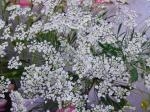 ホワイト・レースフラワー｜「花かざり」　（大阪府大阪市城東区の花キューピット加盟店 花屋）のブログ