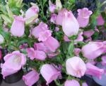 カンパニュラ～Canterbury bells ｜「花かざり」　（大阪府大阪市城東区の花キューピット加盟店 花屋）のブログ