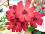 チョコレートコスモス｜「花かざり」　（大阪府大阪市城東区の花キューピット加盟店 花屋）のブログ