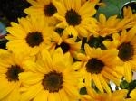 向日葵｜「花かざり」　（大阪府大阪市城東区の花キューピット加盟店 花屋）のブログ