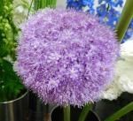 ギガンジューム｜「花かざり」　（大阪府大阪市城東区の花キューピット加盟店 花屋）のブログ