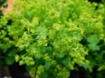 アルケミラモリス｜「花かざり」　（大阪府大阪市城東区の花キューピット加盟店 花屋）のブログ