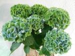 あじさい～｜「花かざり」　（大阪府大阪市城東区の花キューピット加盟店 花屋）のブログ