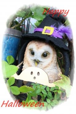 つぶらな瞳♪｜「アライ花店」　（山形県山形市の花キューピット加盟店 花屋）のブログ