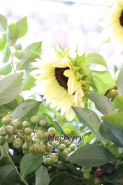 色付きはじめたブルーベリー｜「アライ花店」　（山形県山形市の花キューピット加盟店 花屋）のブログ