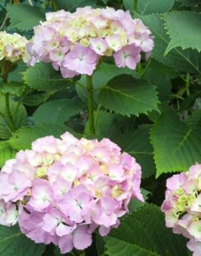雨の日にハカドルことって　なんでしょう？　｜「フローリスト飾り屋」　（鹿児島県鹿児島市の花キューピット加盟店 花屋）のブログ