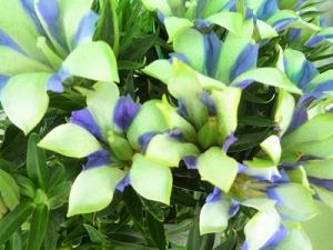 爽やかなお花！！｜「フロリストシャイン」　（大阪府大阪市淀川区の花キューピット加盟店 花屋）のブログ